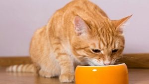 ฉันสามารถให้อาหารแมวแบบแห้งและเปียกพร้อมกันได้หรือไม่?