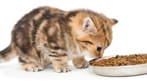 Může být kotě krmeno pouze suchým krmivem nebo pouze mokrým krmivem?