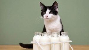 Can cats be milked and what are the restrictions?