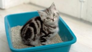 Recheios de areia para gatos: variedades e sutilezas de uso