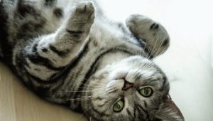 Farba britskej mačky Whiskas: vlastnosti farby a jemnosť starostlivosti