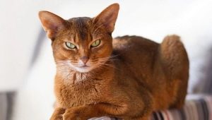 Warna kucing Abyssinian: jenis, definisi, pilihan