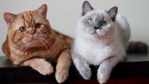 Brit macskák színei