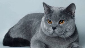 Beskrivning av blå brittiska katter och finesser i deras underhåll