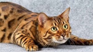 Descripción, naturaleza y contenido de los gatos toyger