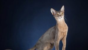 Deskripsi dan isi kucing biru Abyssinian