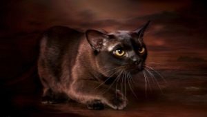 Deskripsi dan isi coklat kucing Burma