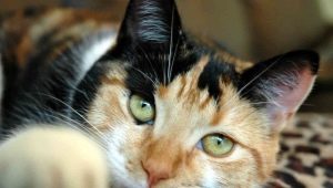 Описание на породи и поддръжка на трицветни котки