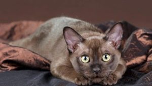 Penerangan tentang baka kucing coklat dan kandungannya