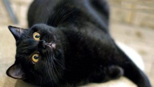 Vlastnosti, povaha a obsah britských čiernych mačiek