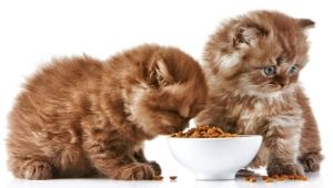 Ciri dan penilaian makanan haiwan kesayangan super premium untuk anak kucing