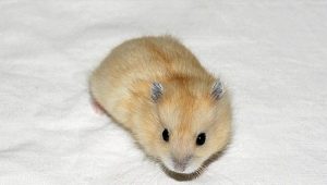 Breeding features of Dzungarian hamsters