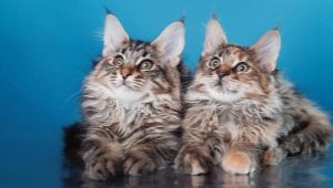 Maine Coon haircut features