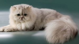 Perzská činčila: popis plemena a charakteru mačiek