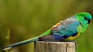 Papoušci zpěvní: popis, pravidla chovu a chovu