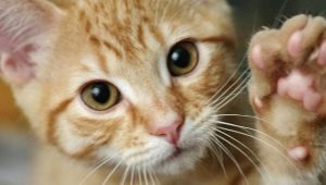 De ce ne calcă pisicile cu labele?