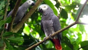Parrot grey: คำอธิบายของสายพันธุ์ คุณสมบัติของเนื้อหา กฎการเลือก
