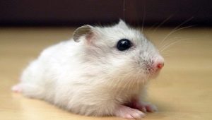 Popular domestic and unusual breeds of hamsters