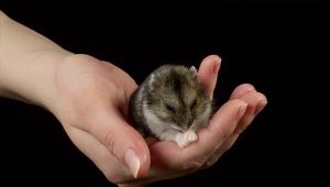 Quy tắc nuôi chuột hamster Dzungarian ở nhà
