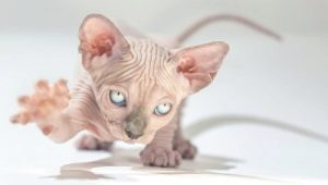 Forventet levetid for Sphynx-katte og måder at forlænge den på