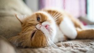 Η προέλευση της εξωτικής ράτσας γάτας, φροντίδα και αναπαραγωγή