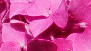 Warna merah jambu dalam psikologi