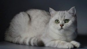 Srebrna brytyjska szynszyla: opis i zawartość kotów