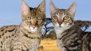 Serengeti: opis pasme mačk, značilnosti vsebine