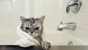 Kaip išsirinkti ir naudoti šampūną katėms?