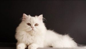Kucing Siberia berwarna putih: perihalan baka dan ciri penjagaan