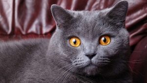 How old do British cats and cats live?