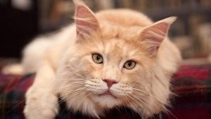 How old do Maine Coons live and how to extend their lifespan?