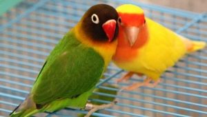 كم سنة تعيش طيور الحب؟