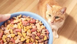 How much dry food should you give your cat?
