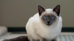 Cik ilgi dzīvo Siāmas kaķi un no kā tas ir atkarīgs?
