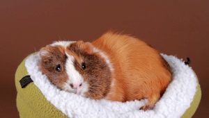 Listahan ng mga pangalan para sa guinea pig