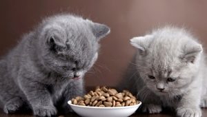Makanan kering premium untuk anak kucing