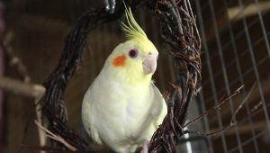 Cura e manutenzione di un pappagallo cockatiel
