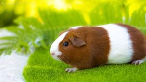 All about guinea pigs: what do they look like, where do they live and how to keep them?