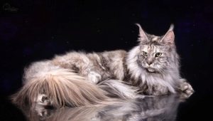 All about marble Maine Coons
