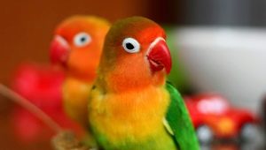 All about lovebirds parrots