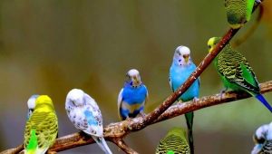 All about budgies
