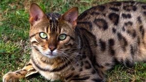 Одабир имена за бенгалске мачке