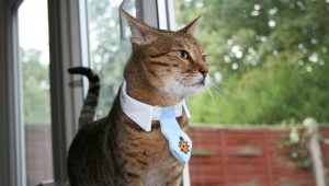Choosing a pheromone collar for cats