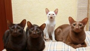 Gato javanês: como é e como cuidar dele?