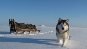 Aljašský malamut: znaky plemene, charakter a obsah