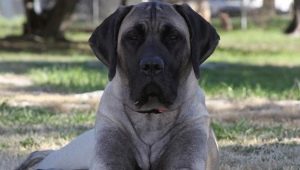 American Mastiff: rasebeskrivelse og hundepleie