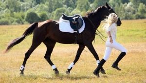 At koşum takımı: gerekli aksesuarların bir listesi