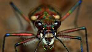 Arachnofobie: příznaky a léky