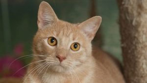 Atigrado asiático: descripción de la raza de gatos y reglas de mantenimiento.
